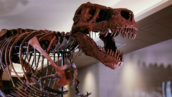 Why Dinosaurs?